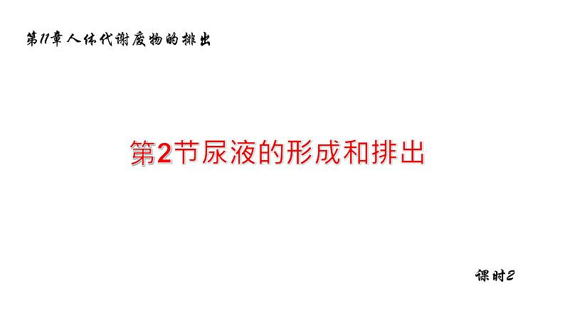 11.2尿的形成与排除2 课件 北师大版七年级生物下册01