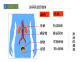 11.2尿的形成与排除2 课件 北师大版七年级生物下册