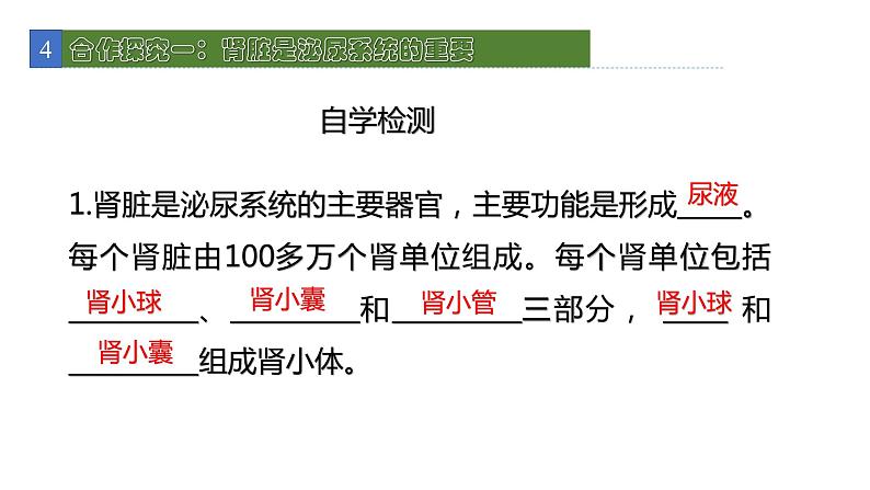 11.2尿的形成与排除2 课件 北师大版七年级生物下册第5页