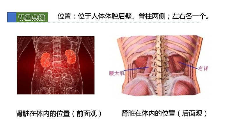 11.2尿的形成与排除2 课件 北师大版七年级生物下册06