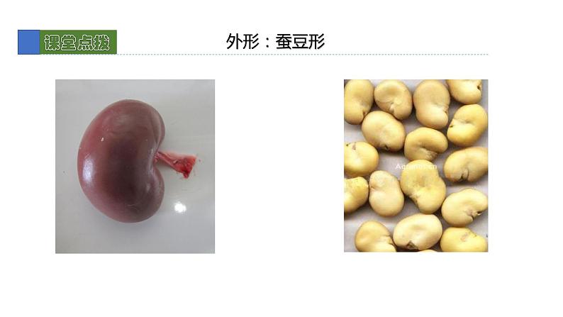 11.2尿的形成与排除2 课件 北师大版七年级生物下册第7页