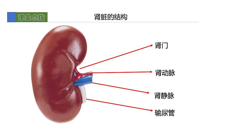 11.2尿的形成与排除2 课件 北师大版七年级生物下册08