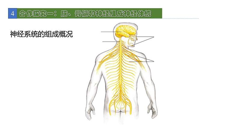 12.1神经系统和神经调节 课件 北师大版七年级生物下册05