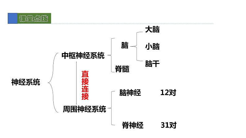 12.1神经系统和神经调节 课件 北师大版七年级生物下册06