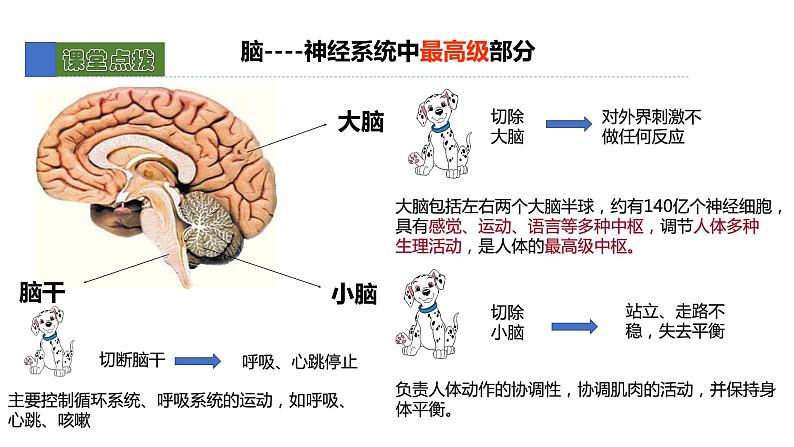 12.1神经系统和神经调节 课件 北师大版七年级生物下册07