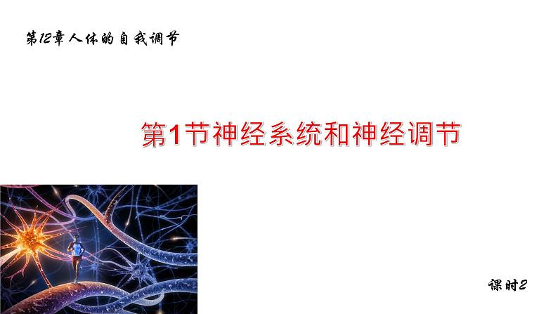 12.1神经系统和神经调节2 课件 北师大版七年级生物下册01