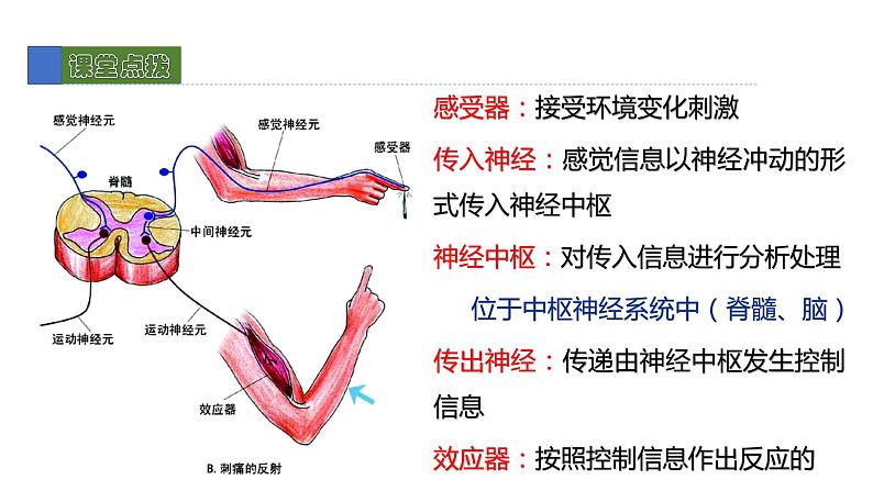 12.1神经系统和神经调节2 课件 北师大版七年级生物下册06