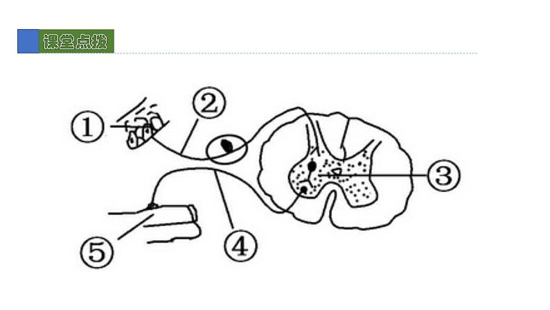 12.1神经系统和神经调节2 课件 北师大版七年级生物下册08