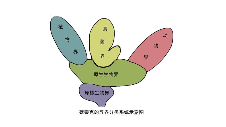 22.2 原生生物 课件 北师大版八年级下册生物01