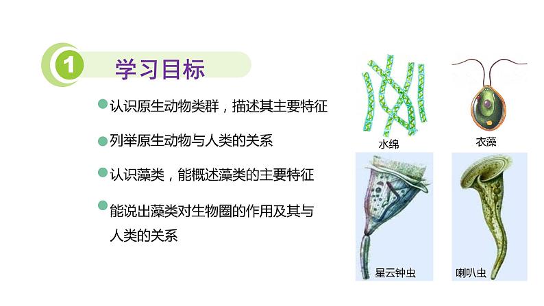 22.2 原生生物 课件 北师大版八年级下册生物03