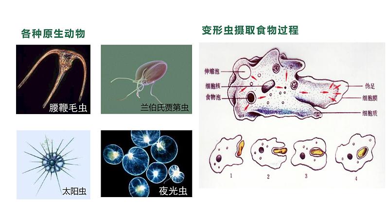 22.2 原生生物 课件 北师大版八年级下册生物05