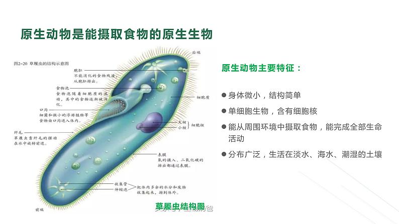 22.2 原生生物 课件 北师大版八年级下册生物06