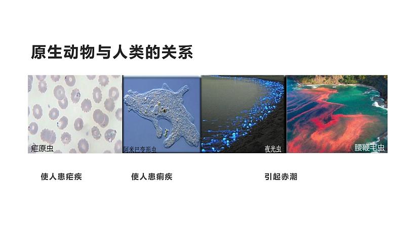 22.2 原生生物 课件 北师大版八年级下册生物08