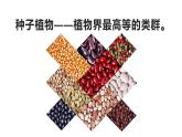 22.3 植物的主要类群课时2 课件 北师大版八年级下册生物