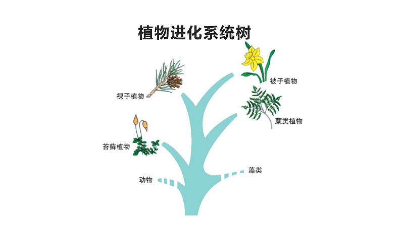 22.3 植物的主要类群课时2 课件 北师大版八年级下册生物第3页