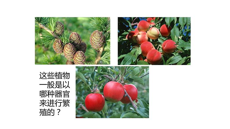 22.3 植物的主要类群课时2 课件 北师大版八年级下册生物第4页