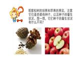 22.3 植物的主要类群课时2 课件 北师大版八年级下册生物