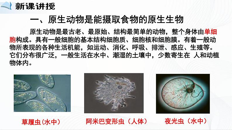 北师大版生物八下22.2《原生生物的主要类群》课件+教案+学案03