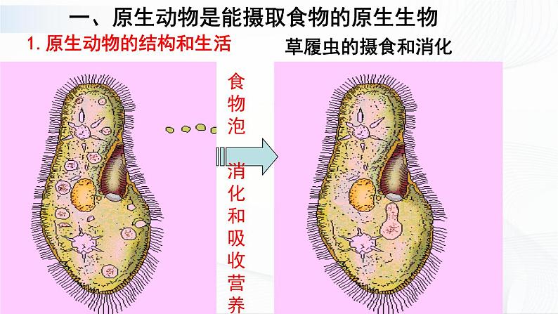 北师大版生物八下22.2《原生生物的主要类群》课件+教案+学案04