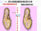 北师大版生物八下22.2《原生生物的主要类群》课件+教案+学案