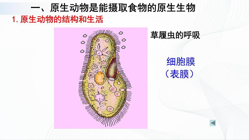 北师大版生物八下22.2《原生生物的主要类群》课件+教案+学案05