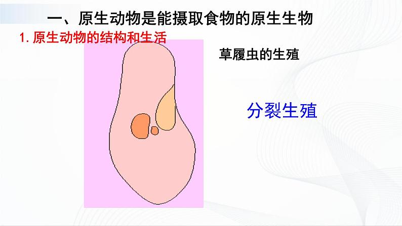 北师大版生物八下22.2《原生生物的主要类群》课件+教案+学案07