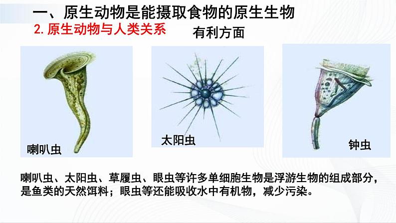 北师大版生物八下22.2《原生生物的主要类群》课件+教案+学案08