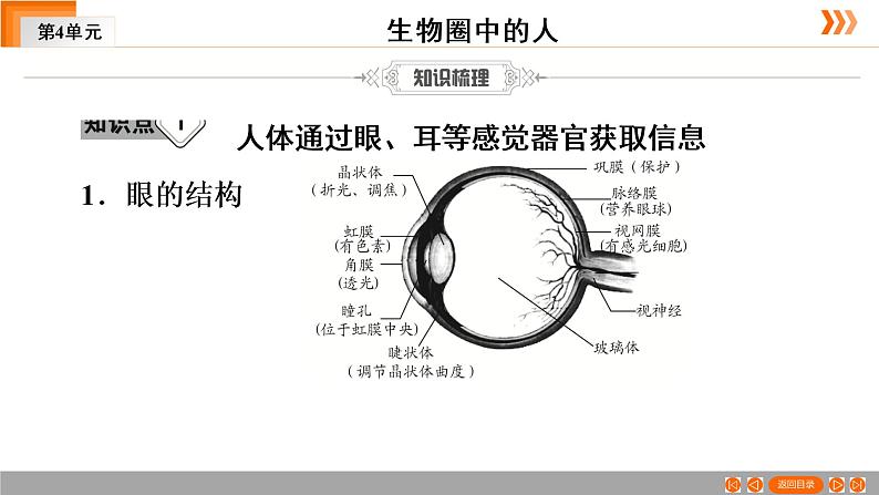 2021年中考广东专用生物一轮知识点复习第4单元 第15章　人体生命活动的调节  课件06