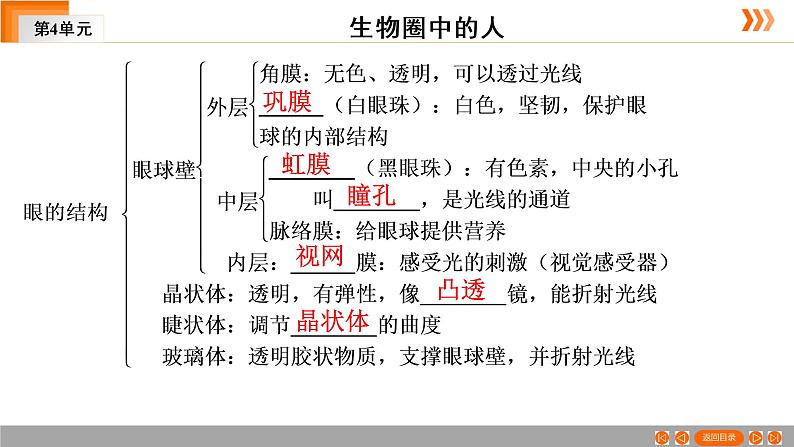 2021年中考广东专用生物一轮知识点复习第4单元 第15章　人体生命活动的调节  课件07