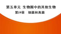 2021年中考广东专用生物一轮知识点复习第5单元 第19章　细菌和真菌  课件