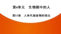 2021年中考广东专用生物知识点梳理复习第4单元 第11章　人体代谢废物的排出  课件