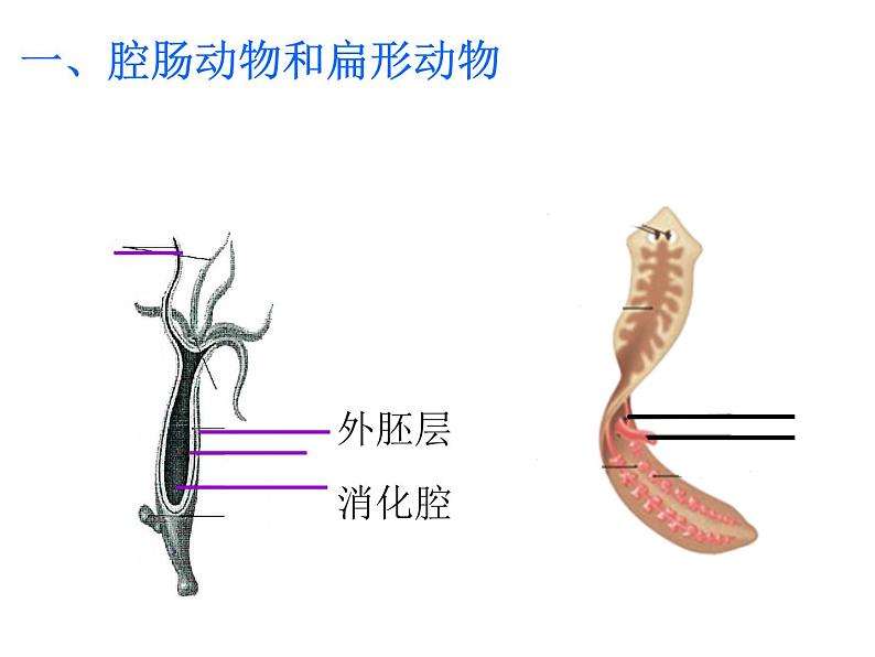 八年级生物上册总复习课件 (3)03