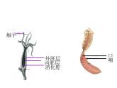 八年级生物上册总复习课件 (3)