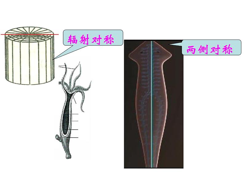 八年级生物上册总复习课件 (3)05