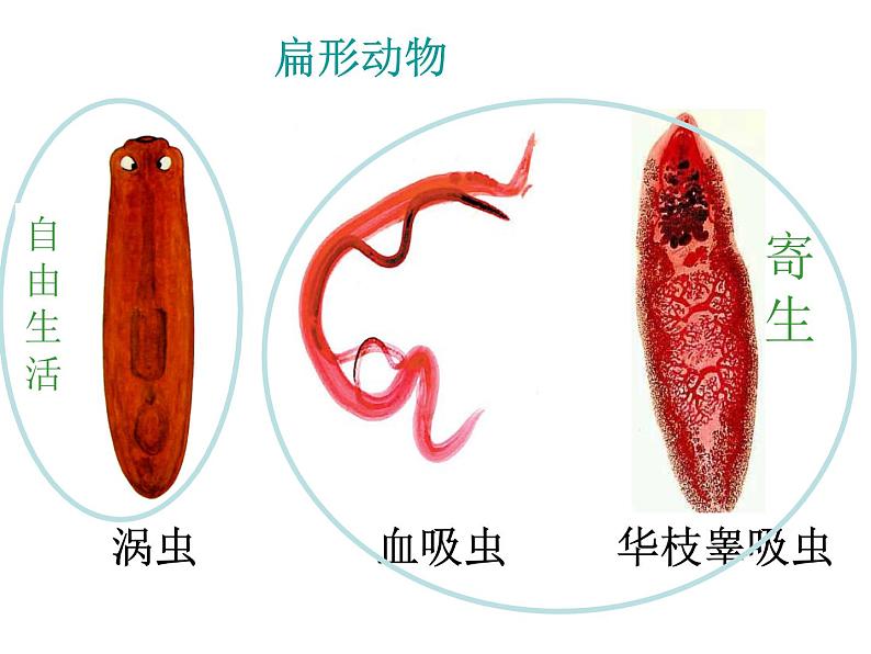 八年级生物上册总复习课件 (3)07