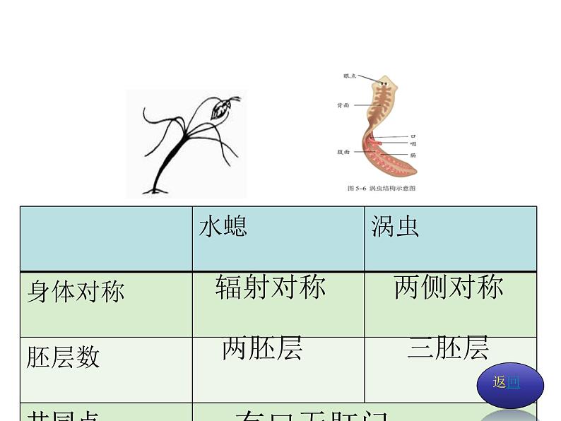 八年级生物上册总复习课件 (3)08