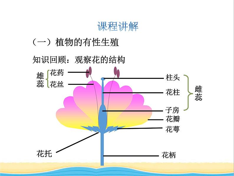 八年级生物下册第七单元生物圈中生命的延续和发展第一章生物的生殖和发育第一节植物的生殖教学课件新人教版05