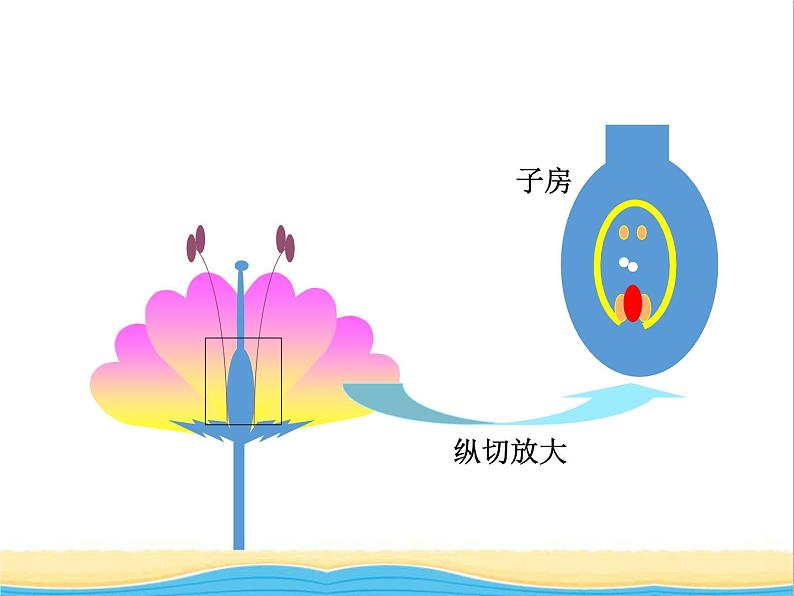 八年级生物下册第七单元生物圈中生命的延续和发展第一章生物的生殖和发育第一节植物的生殖教学课件新人教版06