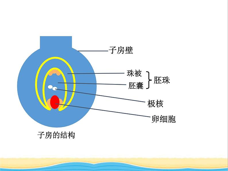 八年级生物下册第七单元生物圈中生命的延续和发展第一章生物的生殖和发育第一节植物的生殖教学课件新人教版07