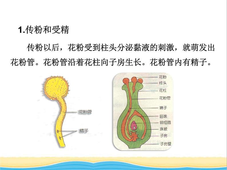 八年级生物下册第七单元生物圈中生命的延续和发展第一章生物的生殖和发育第一节植物的生殖教学课件新人教版08