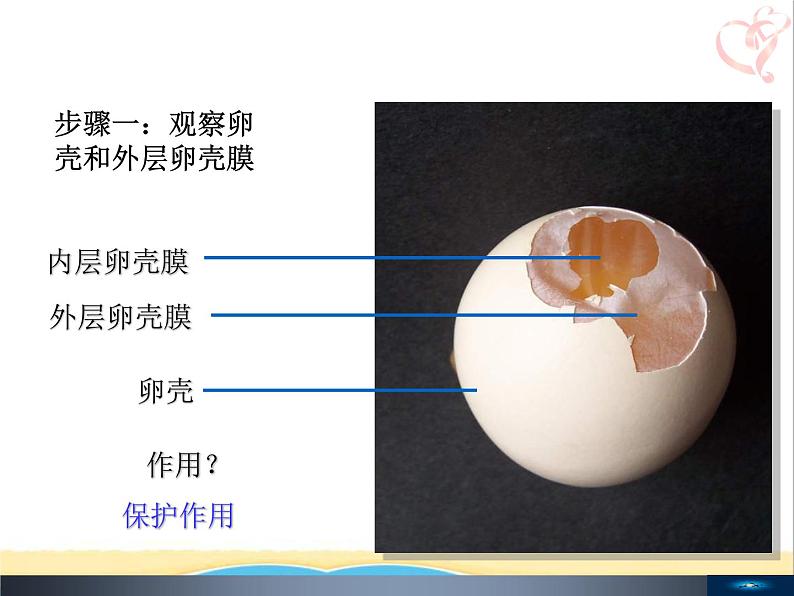 八年级生物下册第七单元生物圈中生命的延续和发展第一章生物的生殖和发育第四节鸟的生殖和发育教学课件新人教版06