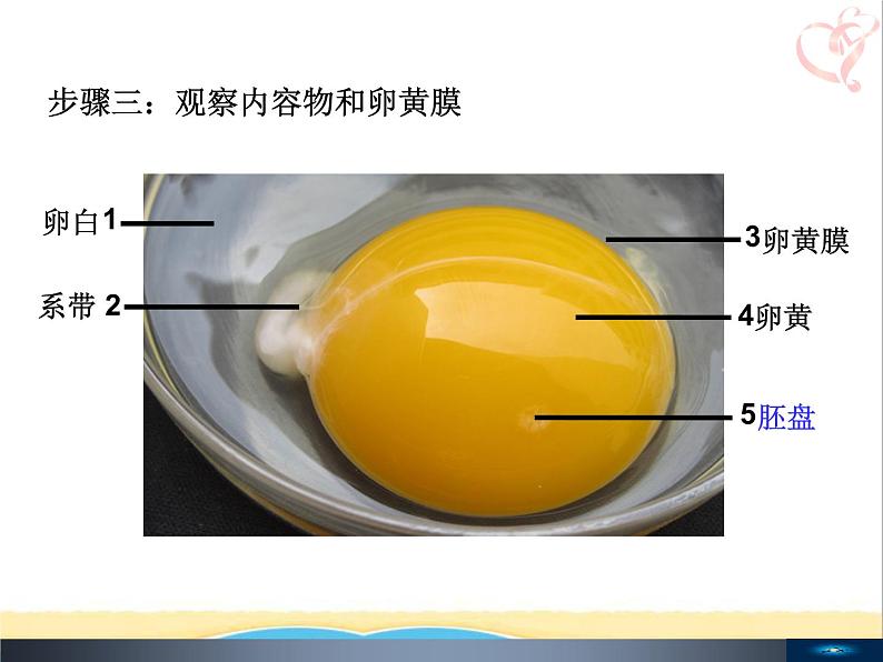 八年级生物下册第七单元生物圈中生命的延续和发展第一章生物的生殖和发育第四节鸟的生殖和发育教学课件新人教版08