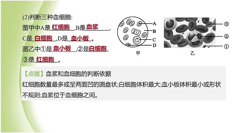 新课标中考生物复习第四单元生物圈中的人第14课时血液血管和血型输血课件新人教版第6页