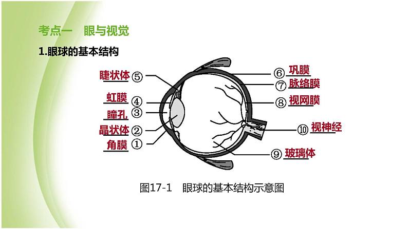 新课标中考生物复习第四单元生物圈中的人第17课时人体对外界环境的感知课件新人教版第2页