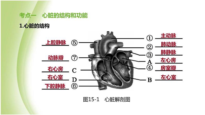 新课标中考生物复习第四单元生物圈中的人第15课时心脏与血液循环课件新人教版第2页