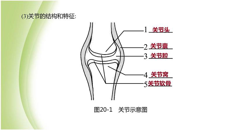 新课标中考生物复习第五单元生物的多样性及其保护第20课时动物的运动和行为课件新人教版第3页