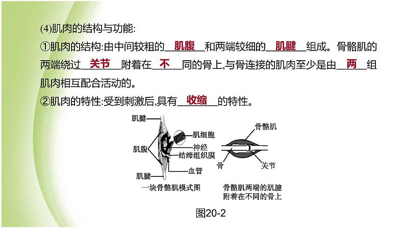 新课标中考生物复习第五单元生物的多样性及其保护第20课时动物的运动和行为课件新人教版第5页