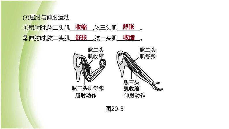 新课标中考生物复习第五单元生物的多样性及其保护第20课时动物的运动和行为课件新人教版第8页