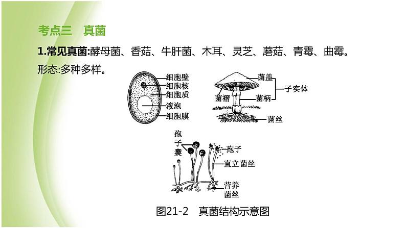 新课标中考生物复习第五单元生物的多样性及其保护第21课时生物圈中的微生物课件新人教版第7页