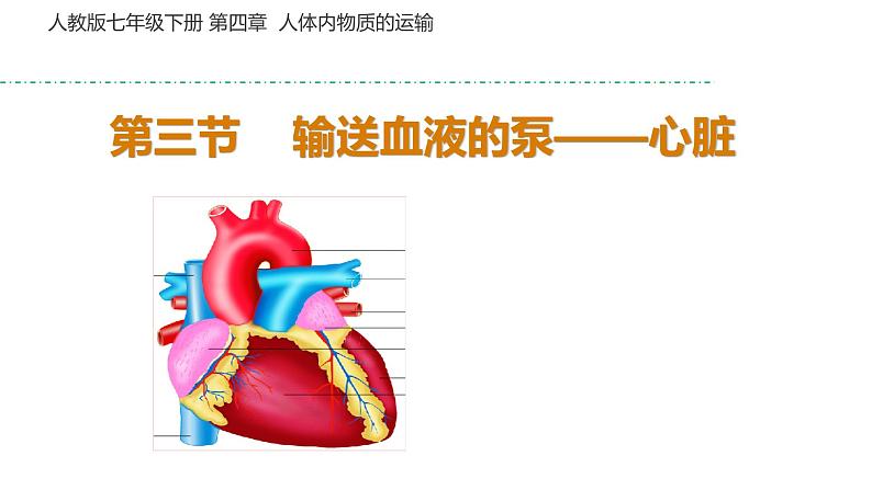 人教版七年级生物下册----4.4.3 输送血液的泵——心脏课件PPT01